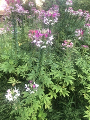 Cleome spinosa
