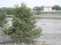 Sonneratia caseolaris