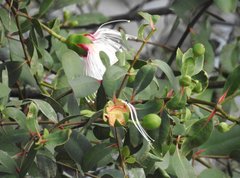 Sonneratia caseolaris