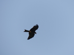 Milvus migrans