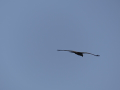 Milvus migrans