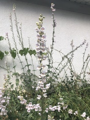 Penstemon
