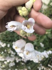 Penstemon