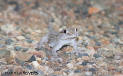 Tarentola annularis