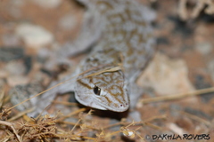 Tarentola annularis