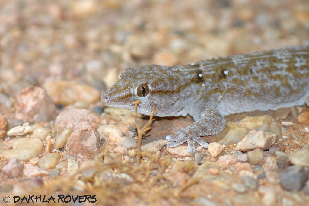 Ringed Wall Gecko