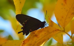 Parides bunichus