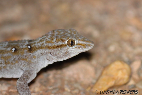 Ringed Wall Gecko