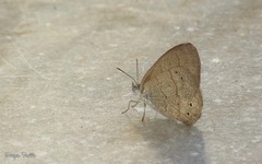 Paryphthimoides poltys