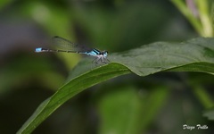 Acanthagrion lancea