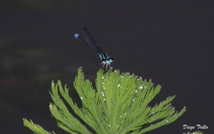 Acanthagrion lancea