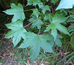 Phyllocnistis liquidambarisella