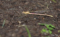 Oxyagrion rubidum