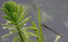 Oxyagrion rubidum