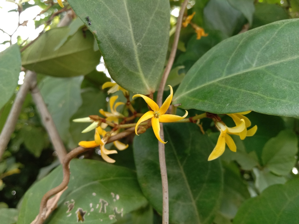 Toxocarpus villosus (Toxocarpus villosus)