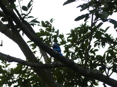 Halcyon senegalensis