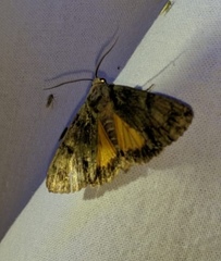 Polyphaenis sericata