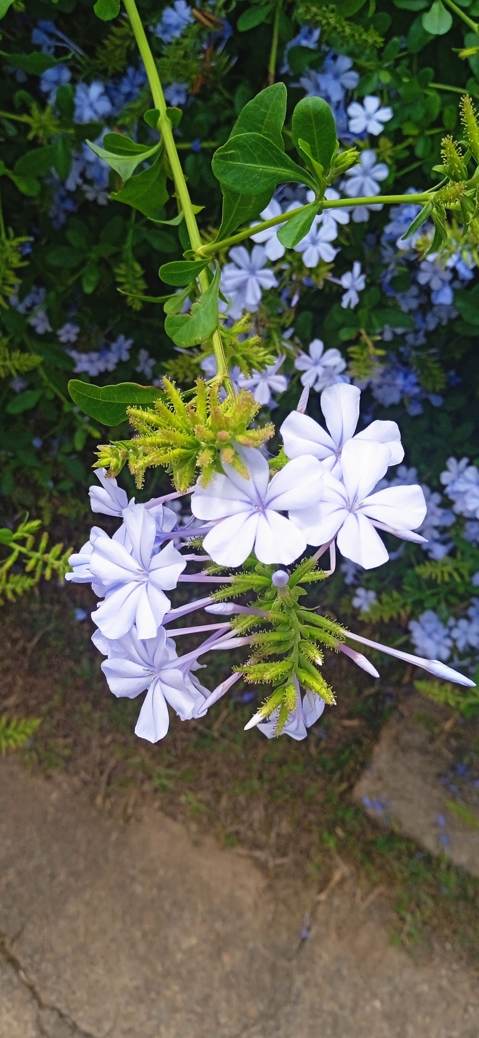 Plumbago auriculata
