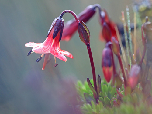 Gentianella cernua