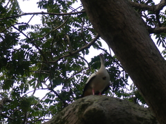 Alopochen aegyptiaca