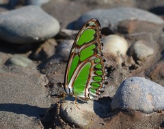 Philaethria dido