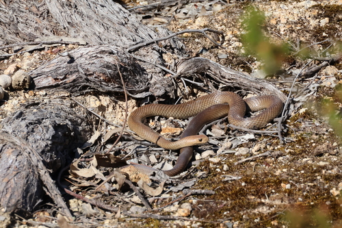 Eastern Brown Snake sighting