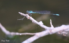 Acanthagrion lancea