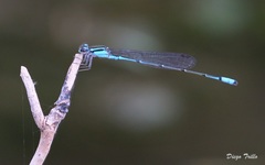 Acanthagrion lancea