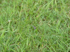 Lepidoptera