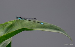 Acanthagrion lancea