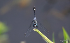 Micrathyria longifasciata