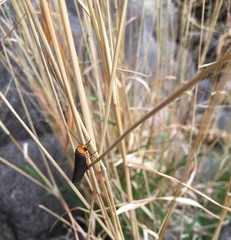 Gnamptonychia ventralis