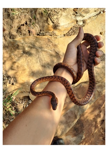 Brown Tree Snake sighting