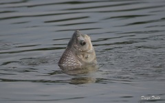 Prochilodus lineatus