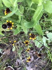 Sanvitalia procumbens