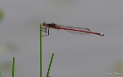 Oxyagrion rubidum