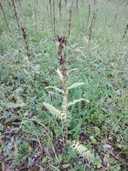 Pedicularis sibthorpii