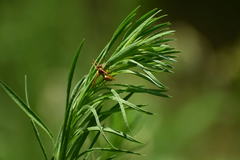 Polistes dorsalis californicus
