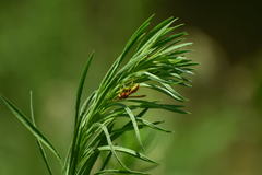 Polistes dorsalis californicus