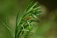 Polistes dorsalis californicus