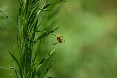 Polistes dorsalis californicus