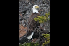 Haliaeetus leucocephalus washingtoniensis