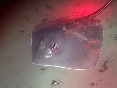 Southern Stingray photographed in South Carolina