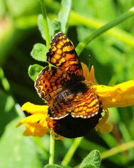 Phyciodes orseis