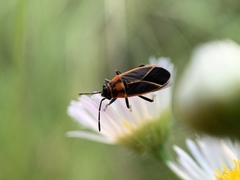 Ochrimnus lineoloides