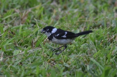 Morelet's Seedeater photo 3