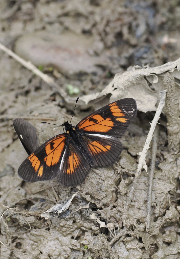 Castilia nortbrundii