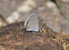 Hemiargus ramon