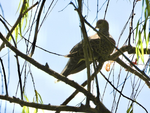 Oriental Turtle-Dove