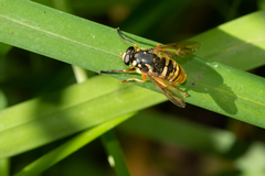 Temnostoma alternans